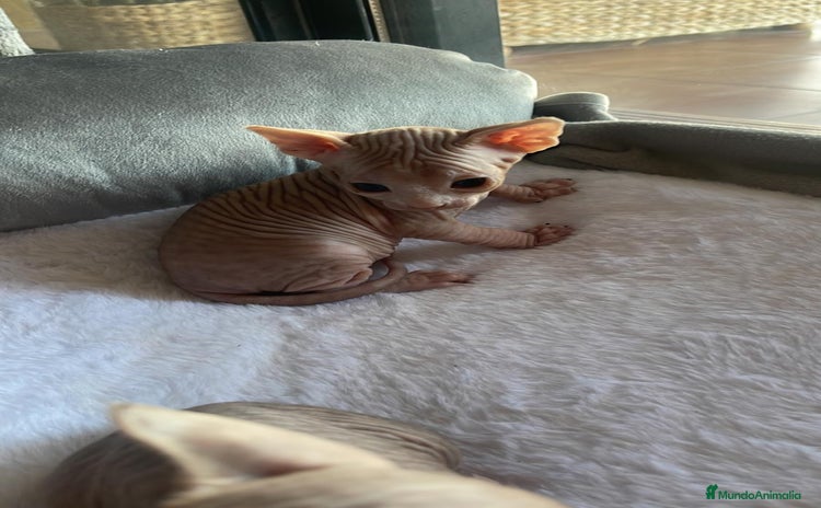 Sphynx gatos - Anuncio 1