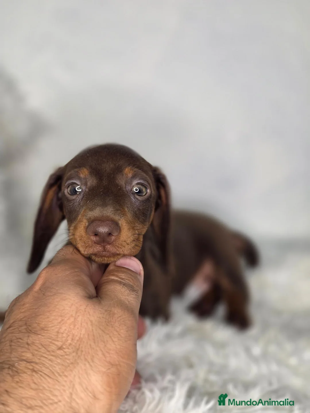 Teckel Miniatura perros en venta: Teckel chocolate  - Anuncio 1