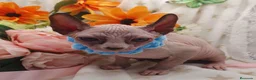 Sphynx gatos en venta: Sphynx  - Anuncio 5