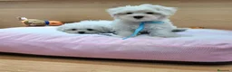 Bichón Maltés perros en venta: Bichón Maltés - Anuncio 5