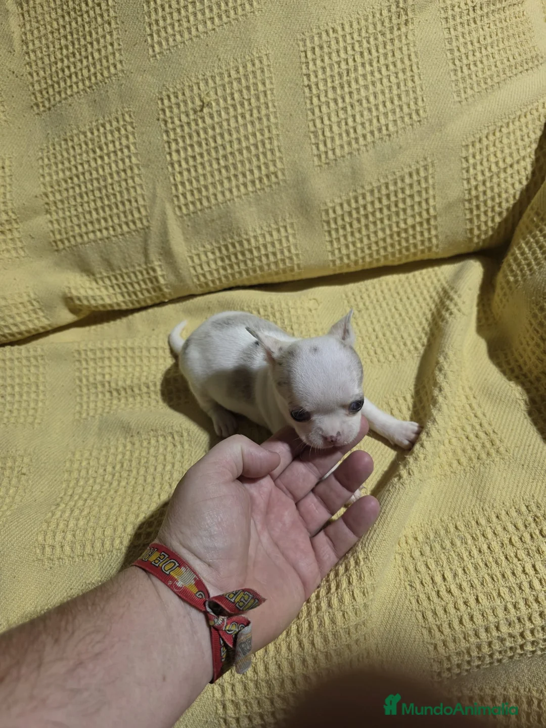 Chihuahua perros en venta: Hembra Chihuahua toy muy chata🐾 en Málaga - Anuncio 2