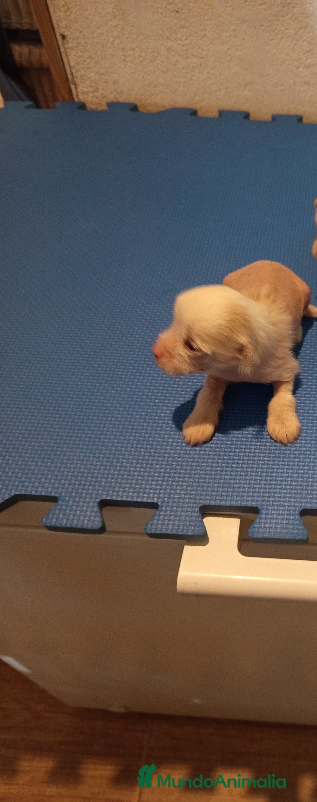 Perro Crestado Chino perros en venta:  Crestado chino mini  hairless y powder puff  - Anuncio 2