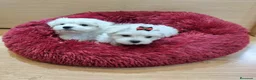 Bichón Maltés perros en venta: Bichón Maltés  - Anuncio 10