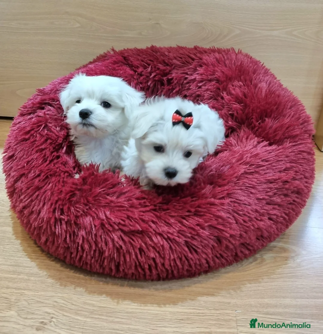Bichón Maltés perros en venta: Bichón Maltés  - Anuncio 10