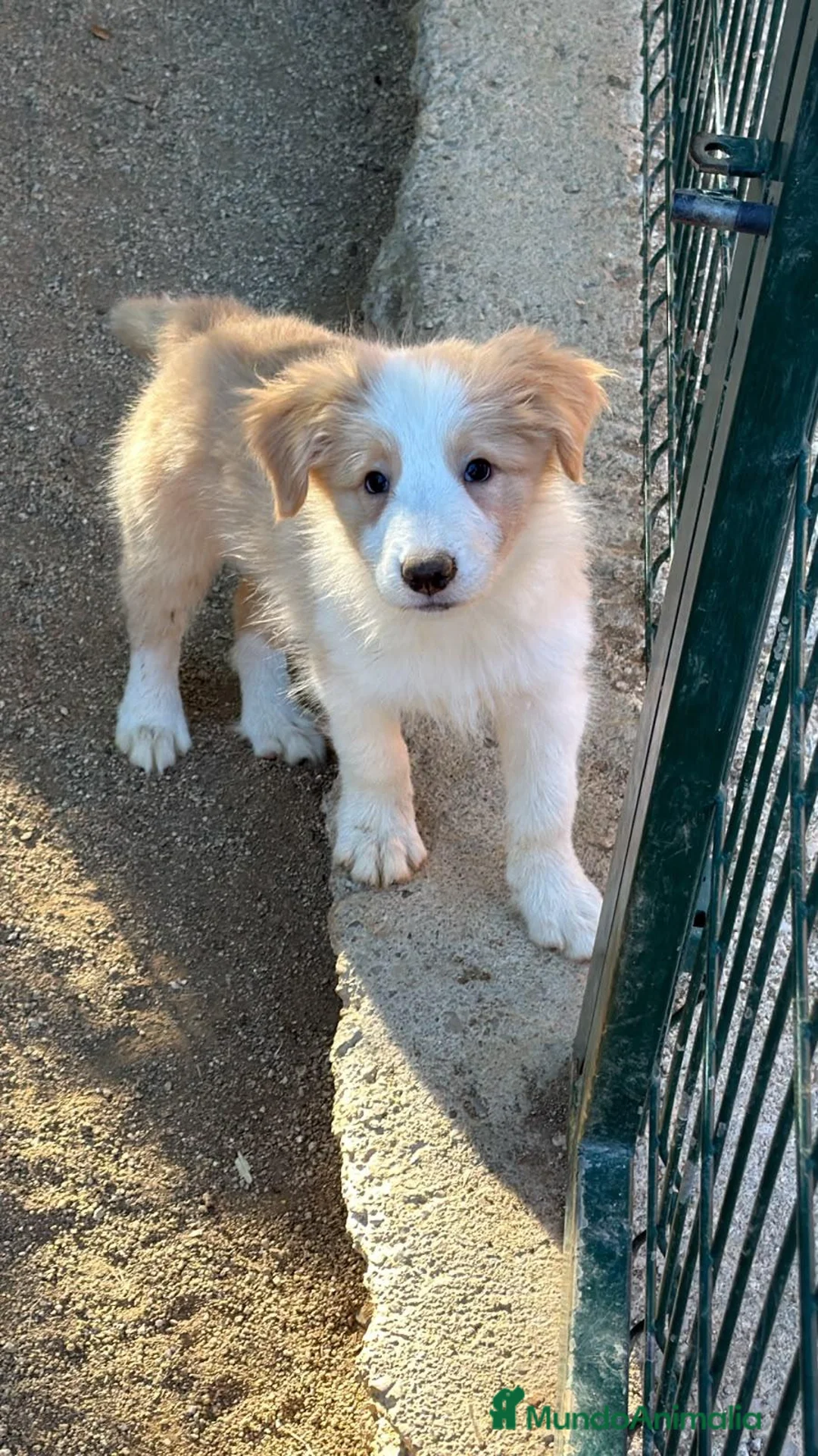 Border Collie perros en venta: BORDER COLLIE ROJO AUSTRALIANO  - Anuncio 1