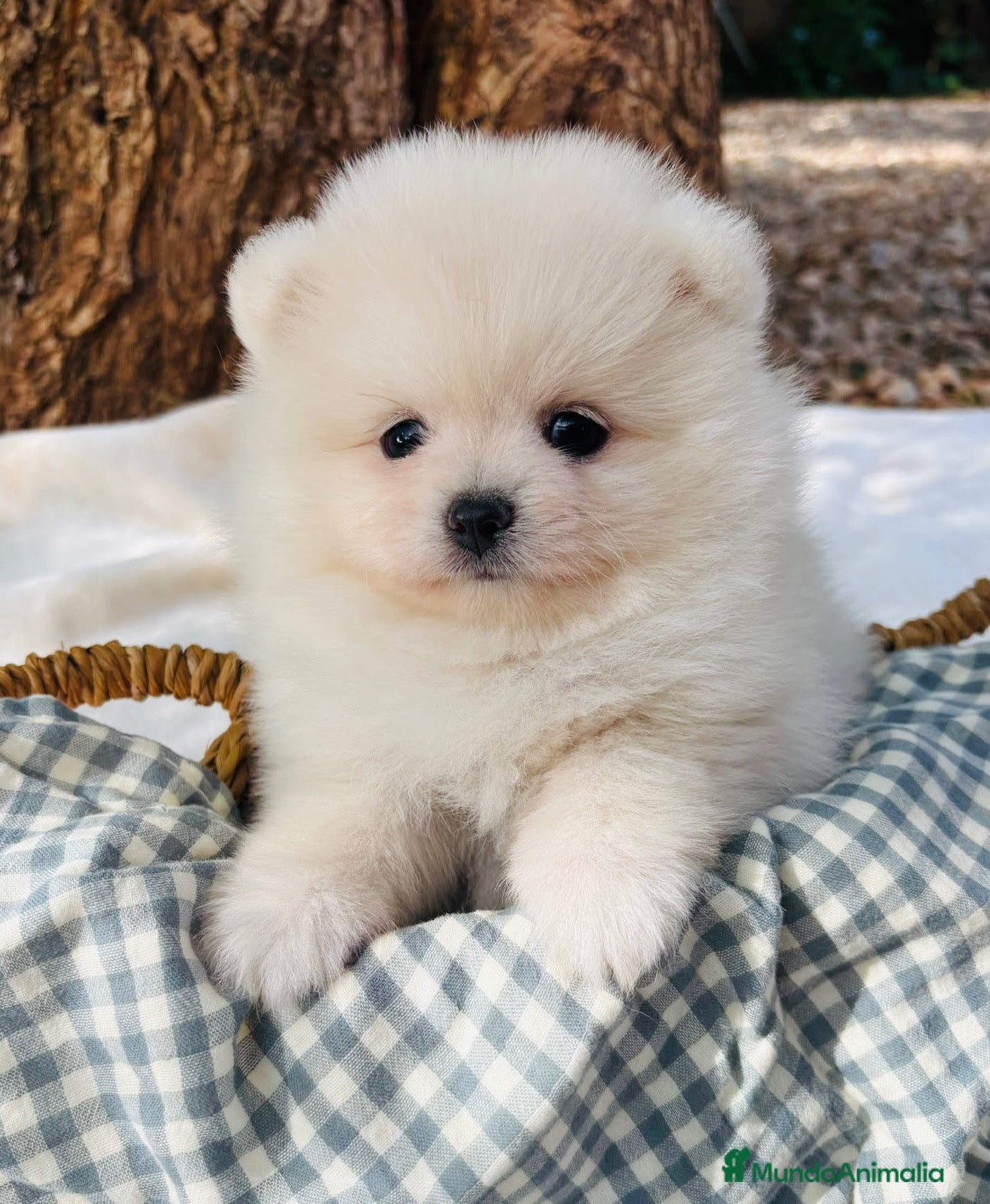 Pomerania perros Lulú de Pomerania - Anuncio 1