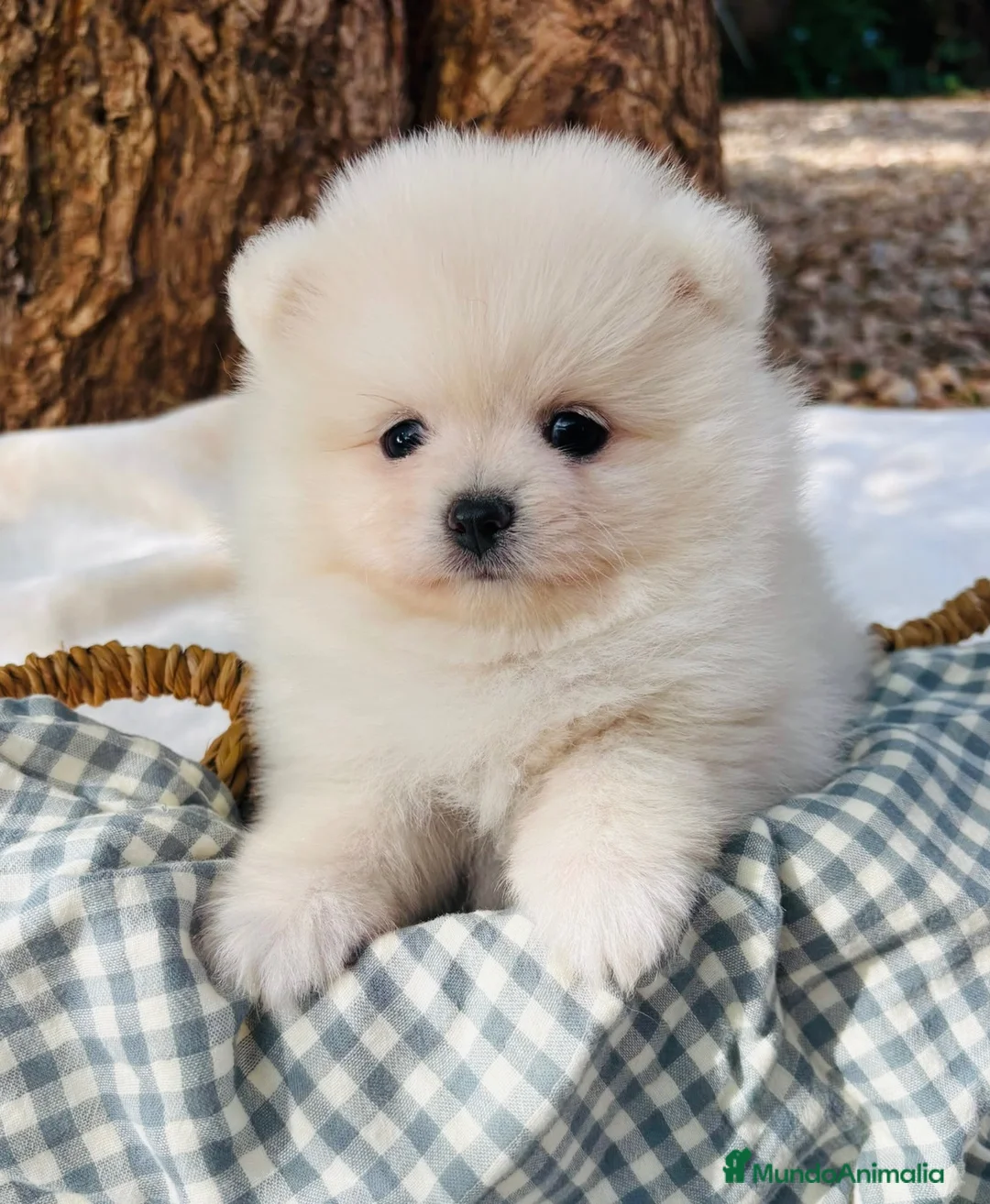 Pomerania perros en venta: Lulú de Pomerania - Anuncio 1