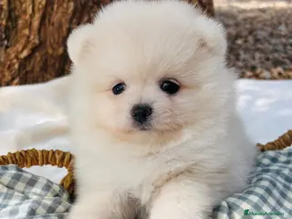Pomerania perros Lulú de Pomerania - Anuncio 1