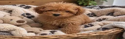 Caniche Toy perros en venta: Cachorro de caniche toy listo para entregar , - Anuncio 1