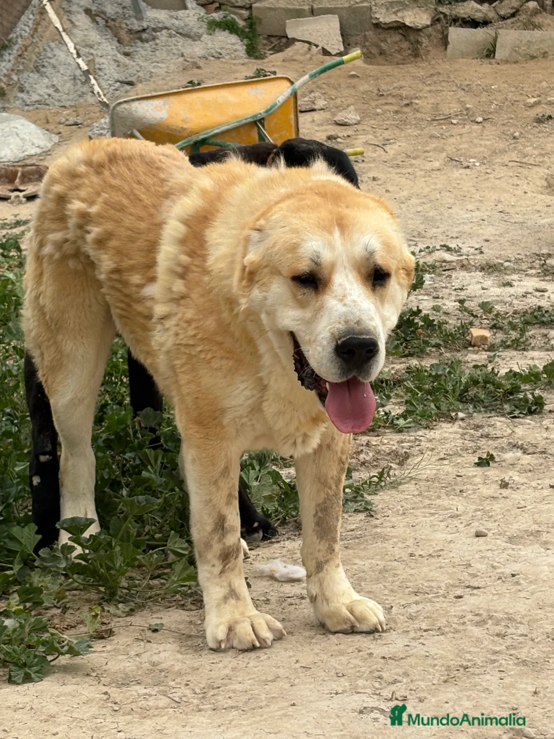 Pastor de Asia Central perros en venta: Cachorros de Alabai  - Anuncio 2