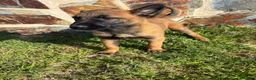 Pastor Belga Malinois perros en venta: Pasator Belga Malinois - Anuncio 8