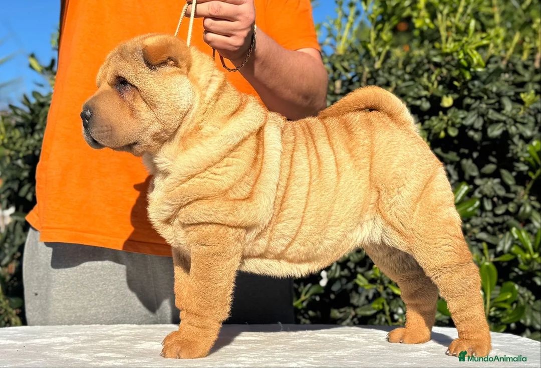 Shar Pei perros en venta: PRECIOSOS CACHORRITOS SHAR PEI - Anuncio 1