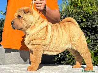 Shar Pei perros PRECIOSOS CACHORRITOS SHAR PEI - Anuncio 1