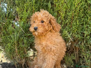 Caniche Enano perros CANICHE ENANA APRICOT OSCURO GARANTIA - Anuncio 2