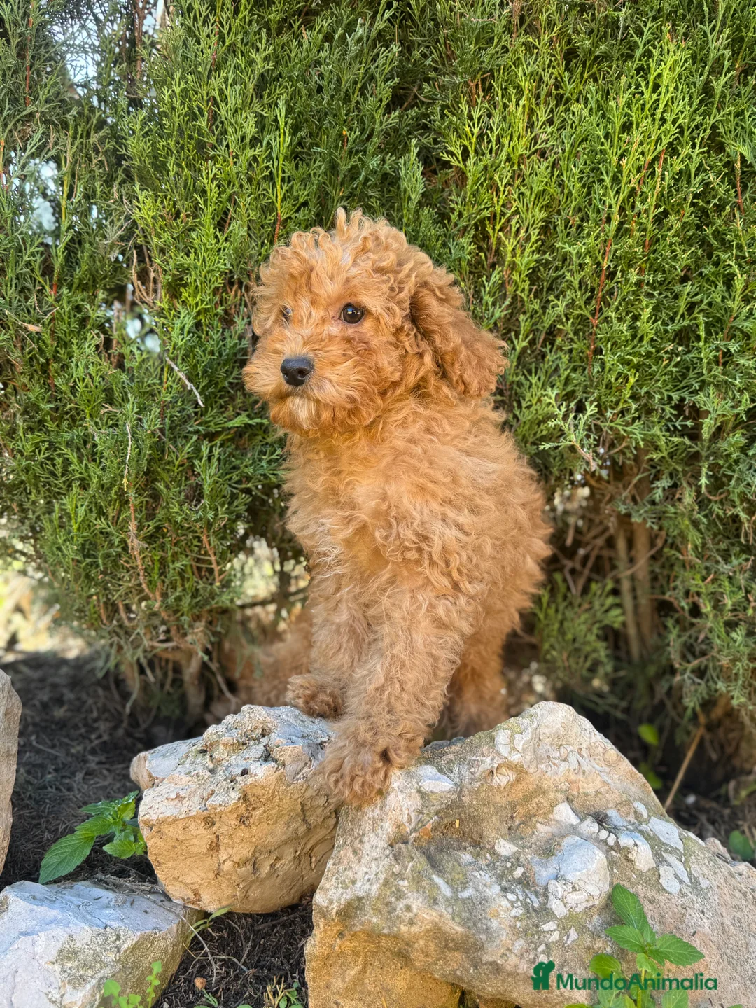 Caniche Enano perros en venta: CANICHE ENANA APRICOT OSCURO GARANTIA - Anuncio 1