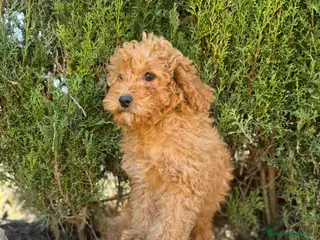 Caniche Enano perros CANICHE ENANA APRICOT OSCURO GARANTIA - Anuncio 2