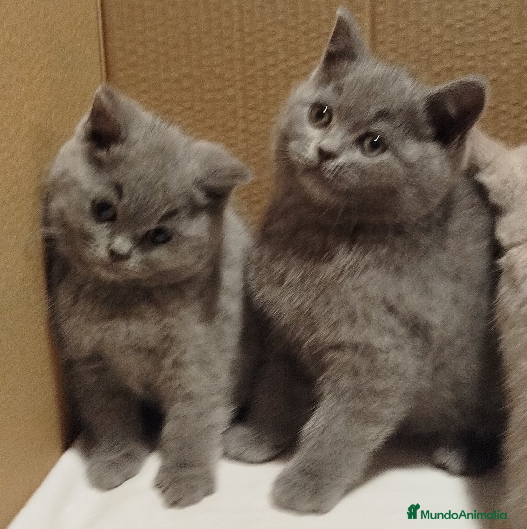 Británico de Pelo Corto Azul gatos en venta: British Shorthair  - Anuncio 2