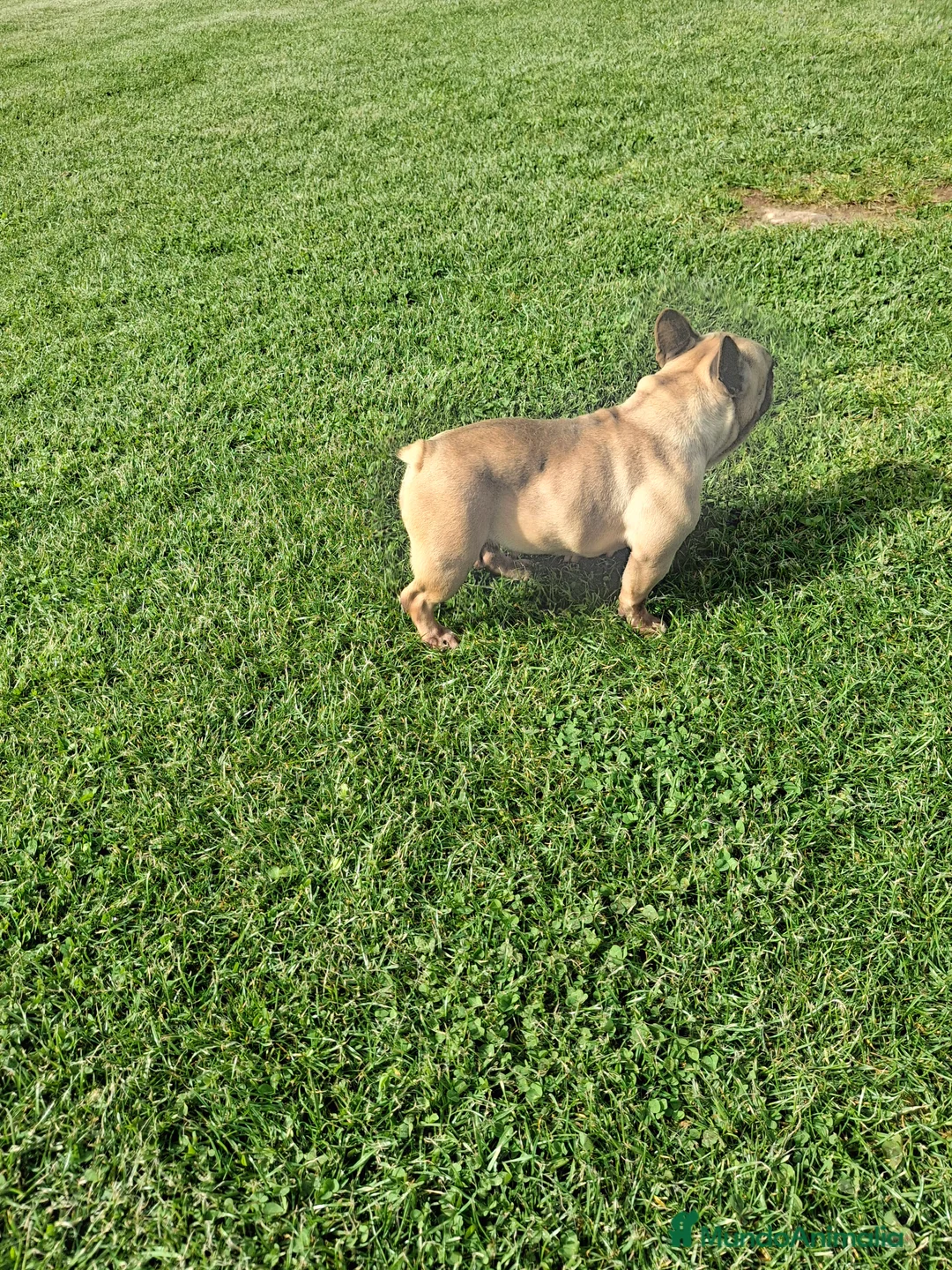Bulldog Francés perros en venta: Bulldog frances - Anuncio 3