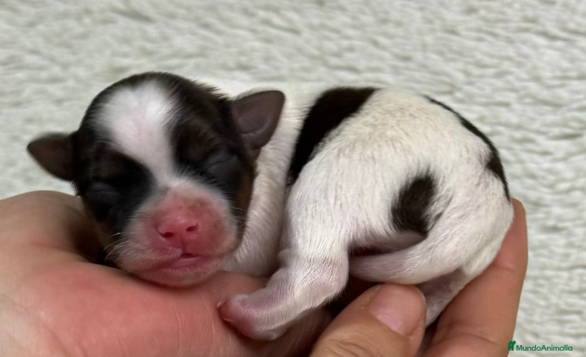 Imagen de galería {{count}}