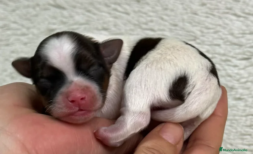 Imagen de galería {{count}}