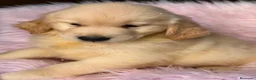 Golden Retriever perros en venta: Espectaculares hembra golden retriever  - Anuncio 6