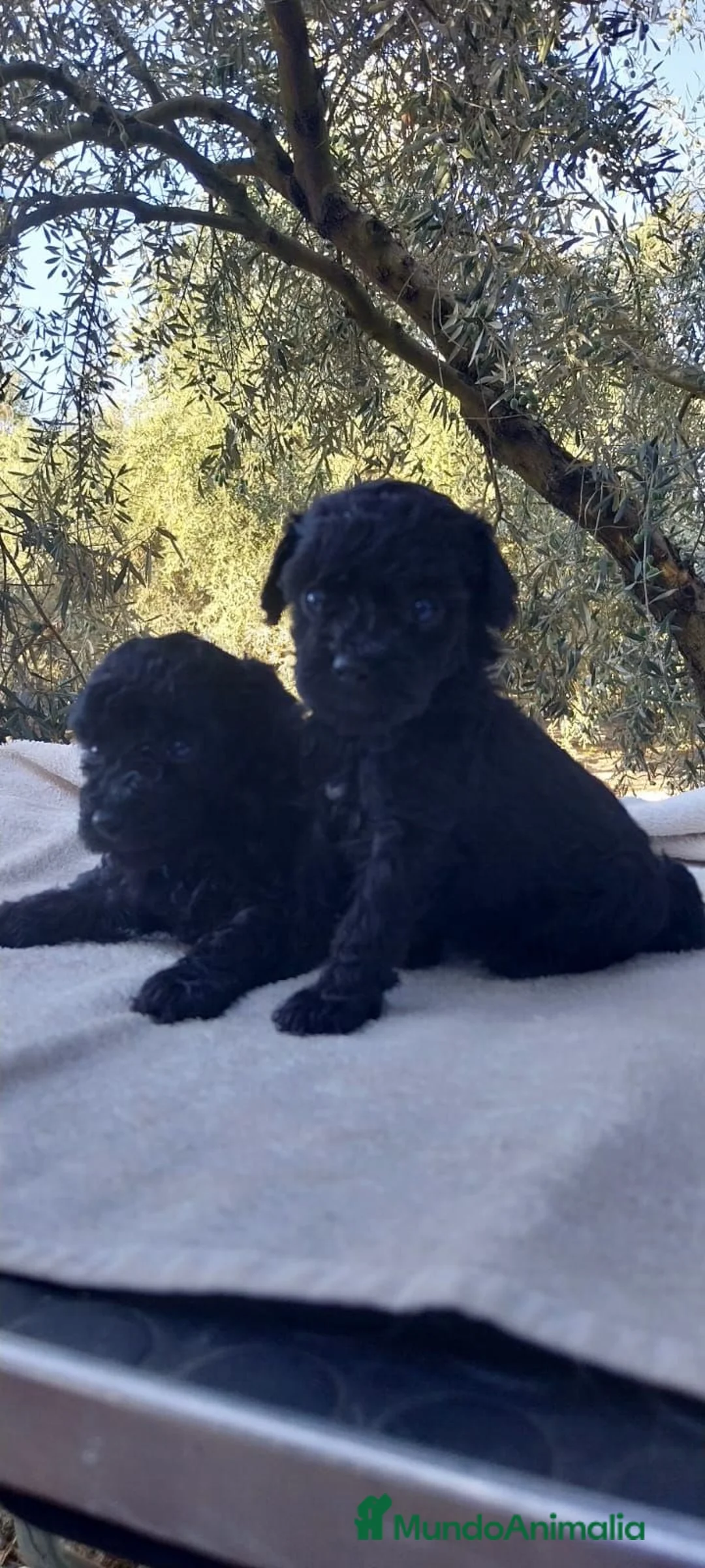 Caniche Toy perros en venta: Caniche mini Toy. - Anuncio 5