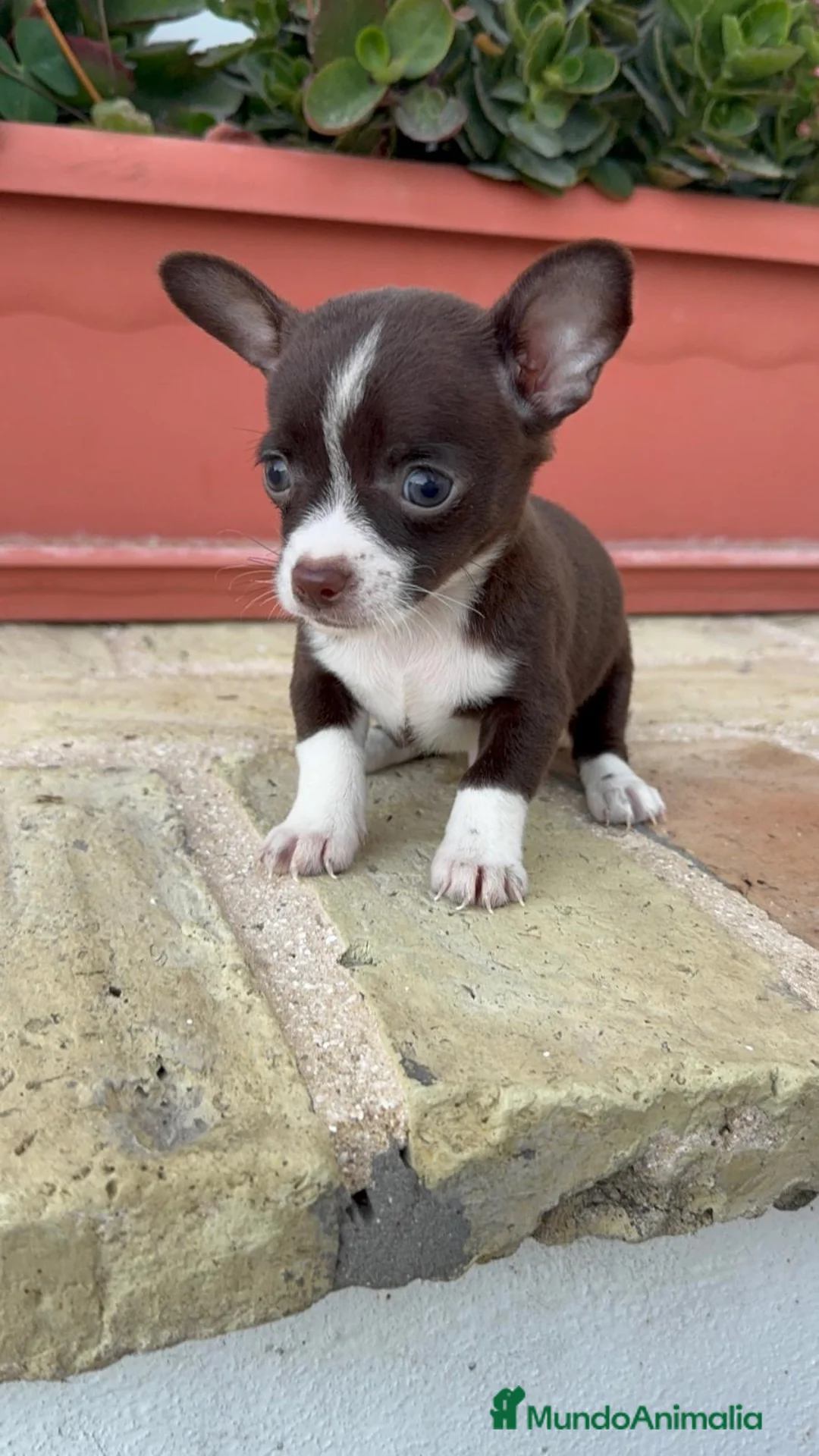 Chihuahua perros en venta: CHIHUAHUA MACHO CHOCOLATE – UN PEQUEÑO QUE ENAMORA - Anuncio 10