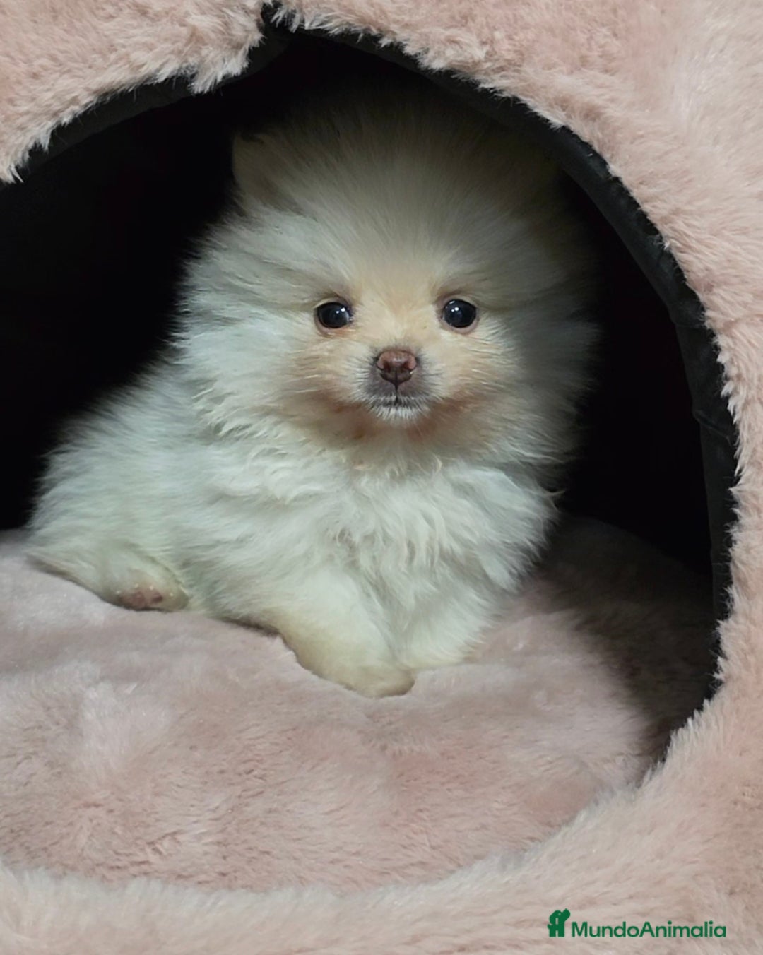 Pomerania perros Precioso Lulú de Pomerania Toy  - Anuncio 1