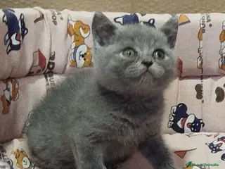 Británico de Pelo Corto gatos British Shorthair - Anuncio 1