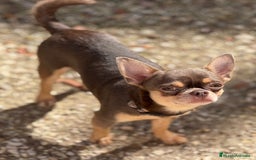 Chihuahua perros para monta: Chihuahua línea rusa para monta - Imagen 4