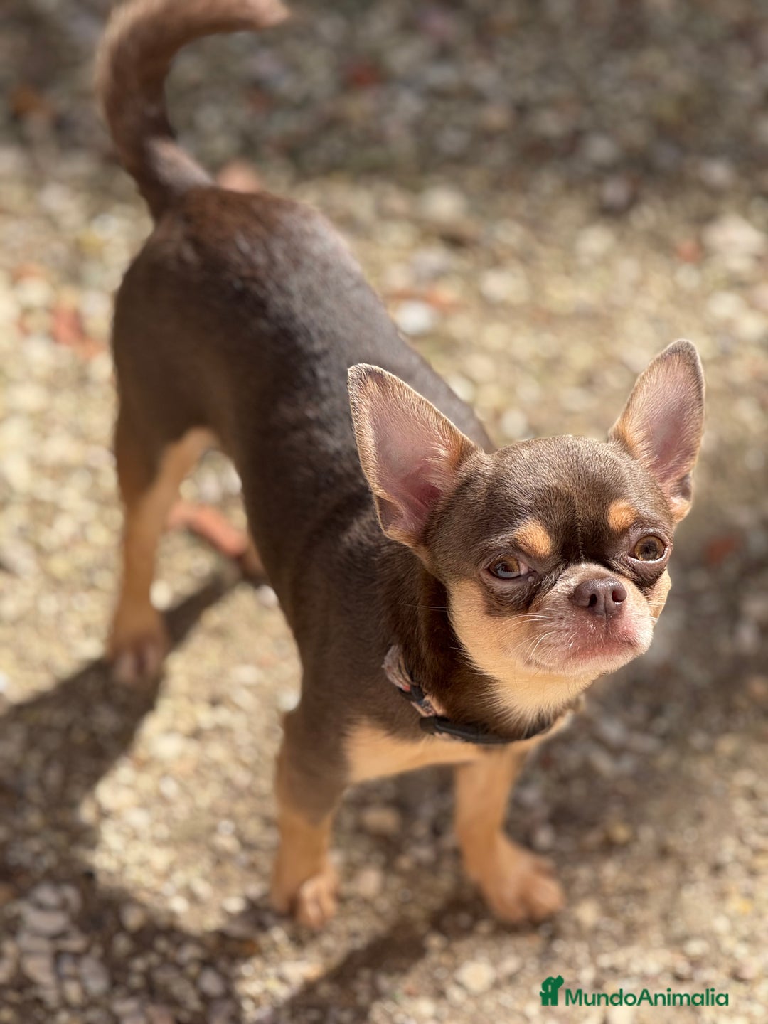 Chihuahua perros para monta: Chihuahua línea rusa para monta - Imagen 4