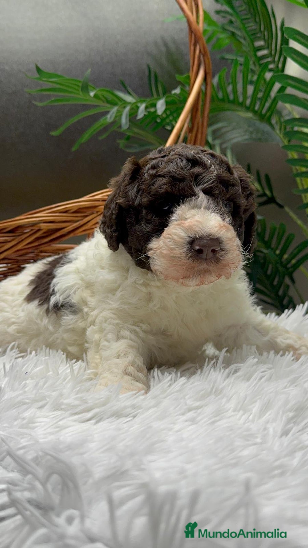 Perro de Agua Español perros en venta: PERRO DE AGUA ESPAÑOL MACHO - Anuncio 1