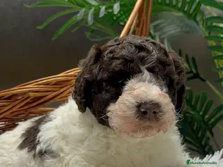 Perro de Agua Español perros PERRO DE AGUA ESPAÑOL MACHO - Anuncio 10