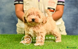 Maltipoo perros en venta: Cachorros de maltipoo disponibles.  - Imagen 3