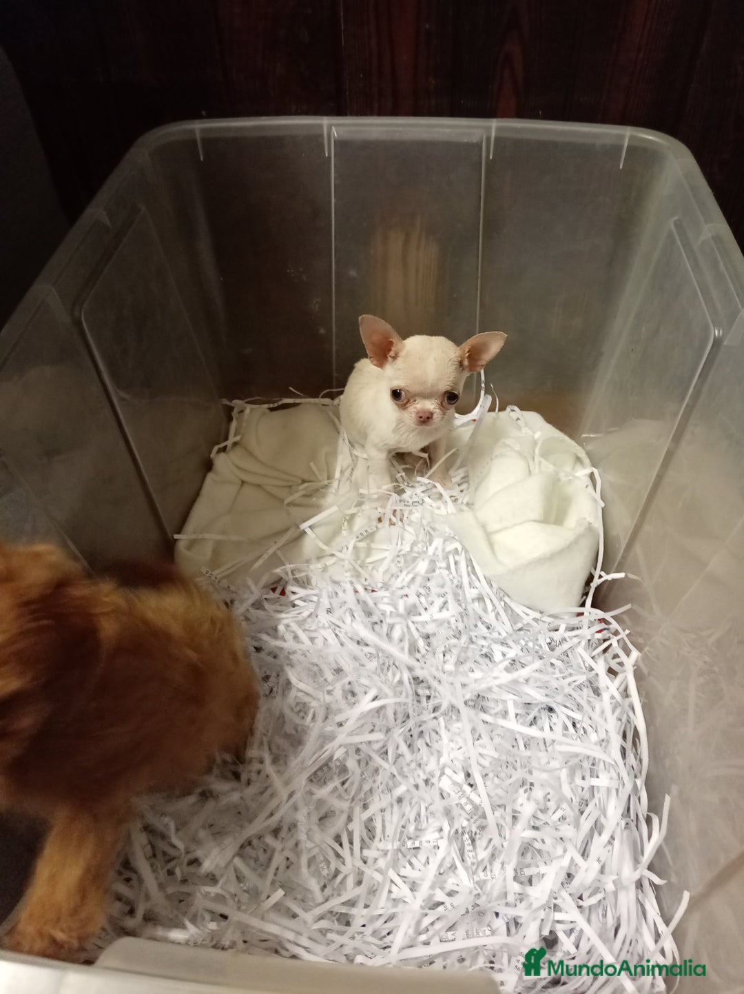 Chihuahua perros en venta: Toy mini - Anuncio 2