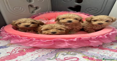 Maltipoo perros Maltipoo  - Anuncio 5