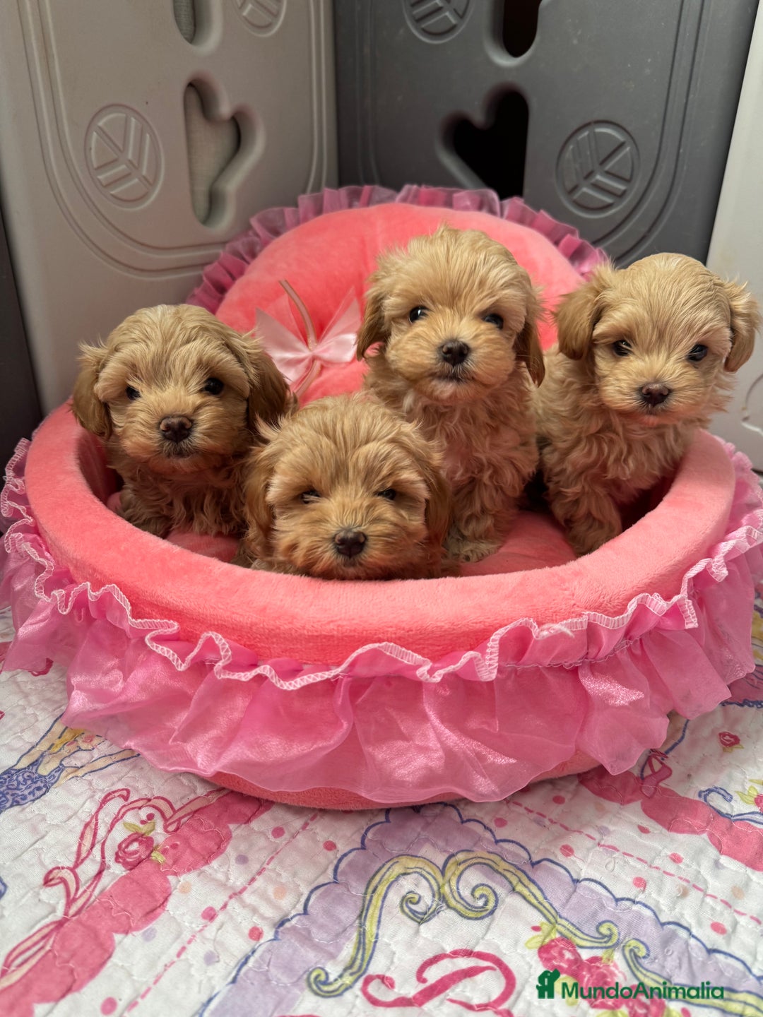 Maltipoo perros en venta: Maltipoo  - Anuncio 2