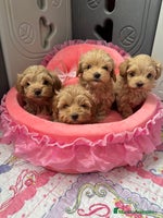 Maltipoo perros Maltipoo - Anuncio 9