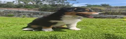 Pastor Australiano perros en venta: Cachorros pastor australiano  - Anuncio 5