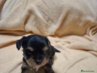 Yorkshire Terrier perros Preciosos Yorkshire disponible en Sevilla - Anuncio 1