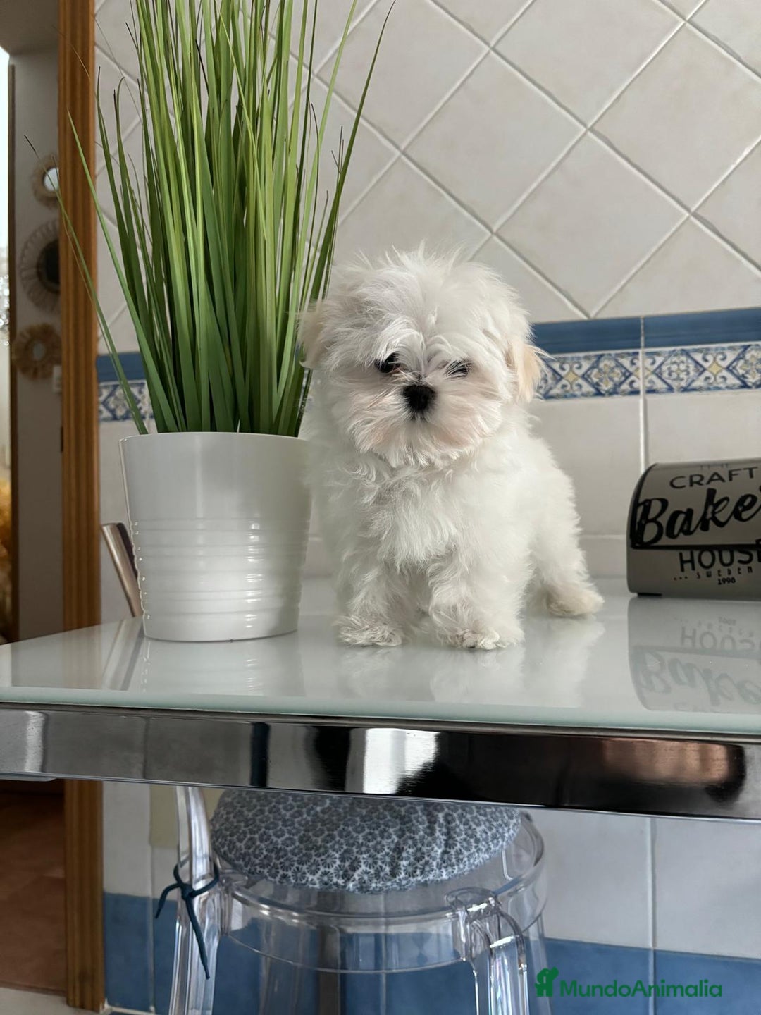 Bichón Maltés perros en venta: Bichon Maltés de caramelo  - Imagen 7