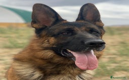 Pastor Alemán perros en venta: Cachorros de pastor alemán  en Salamanca - Imagen 31
