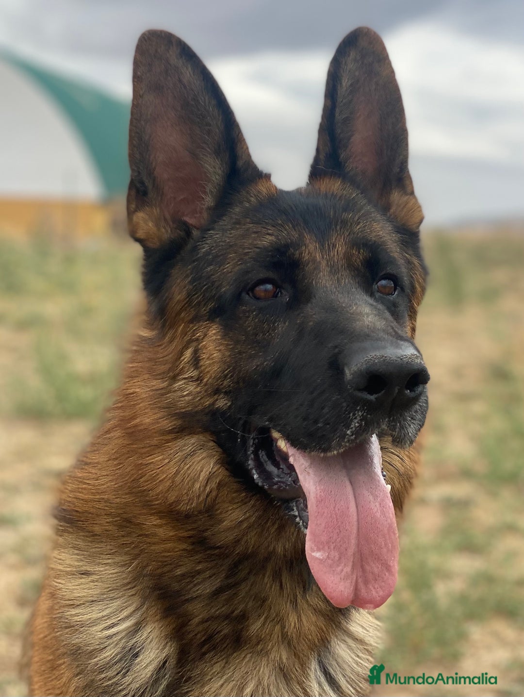 Pastor Alemán perros en venta: Cachorros de pastor alemán  en Salamanca - Imagen 31