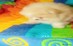 Pomerania perros en venta: Pomerania ositos Boo 🐾🐾 - Imagen 2