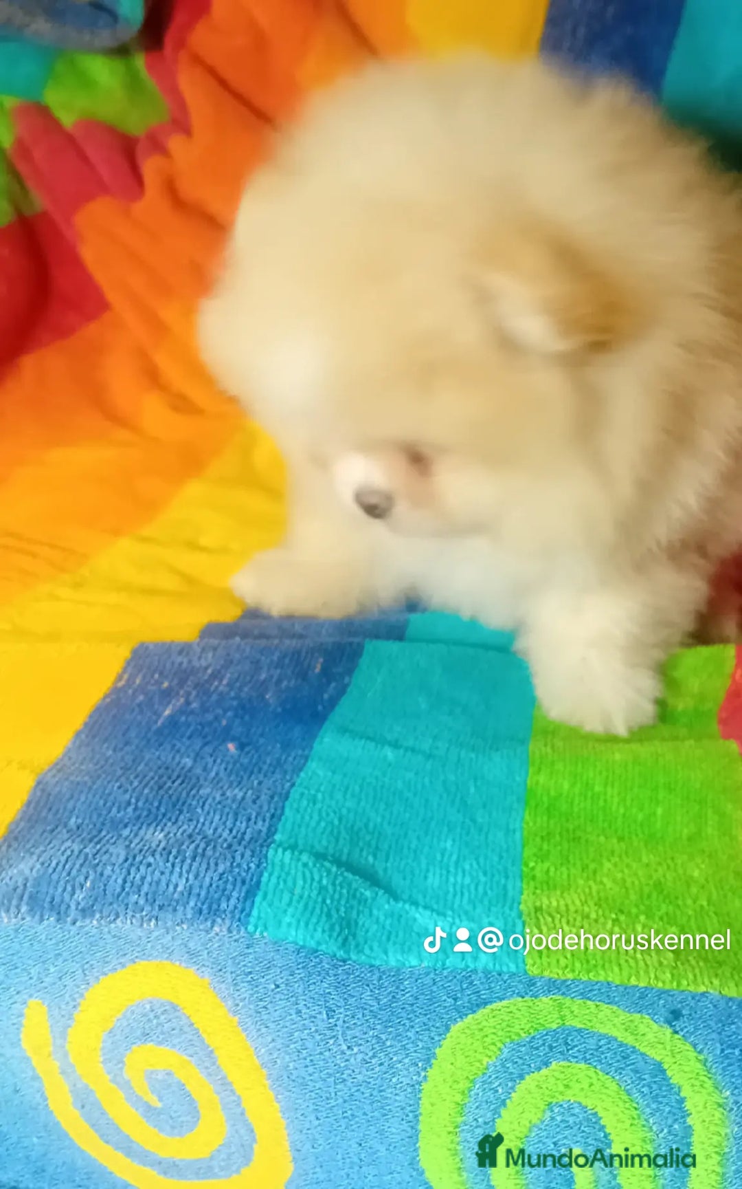 Pomerania perros en venta: Pomerania ositos Boo 🐾🐾 - Imagen 2