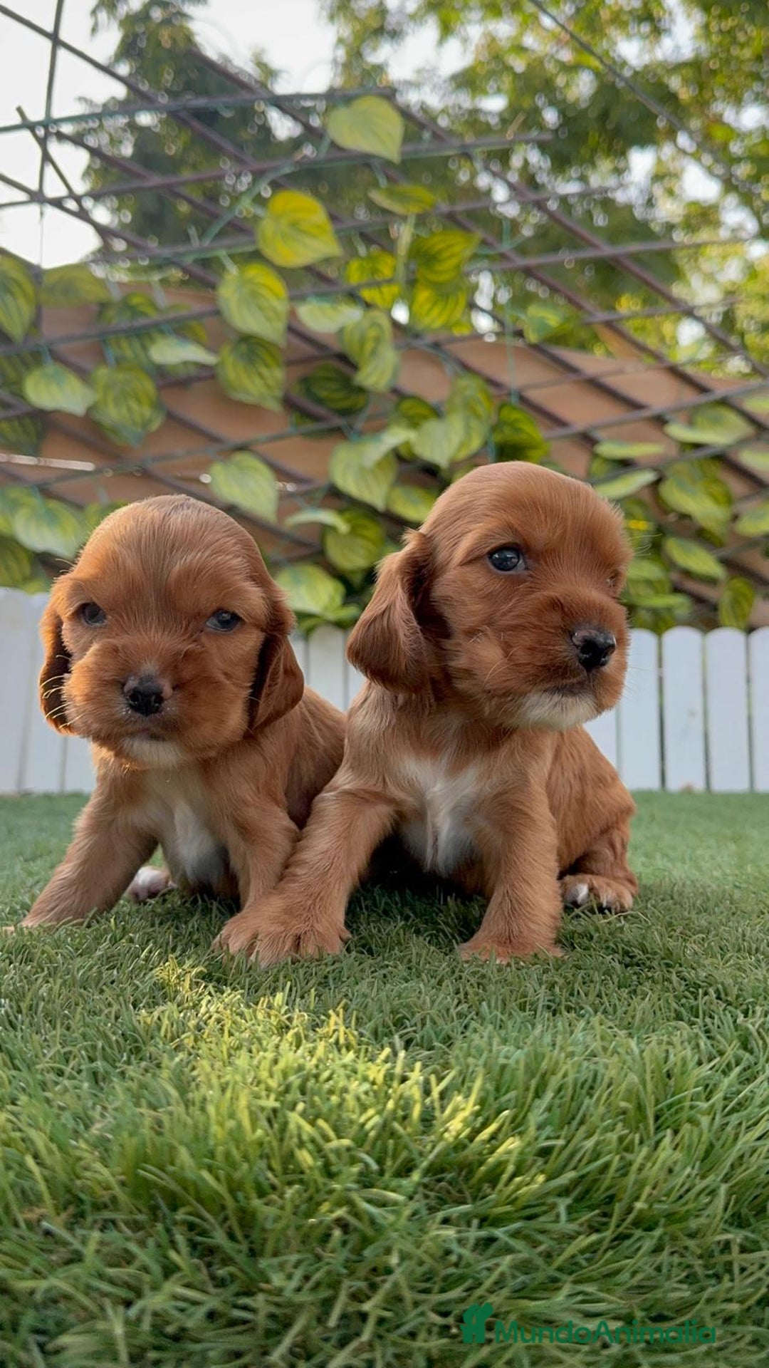 Cocker Spaniel Inglés perros en venta: COCKER SPANIEL INGLES MACHO  - Imagen 2