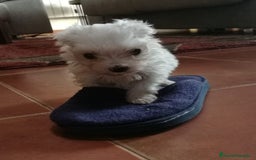 Bichón Maltés perros en venta: CACHORR@S BICHÓN MALTÉS  - Imagen 2