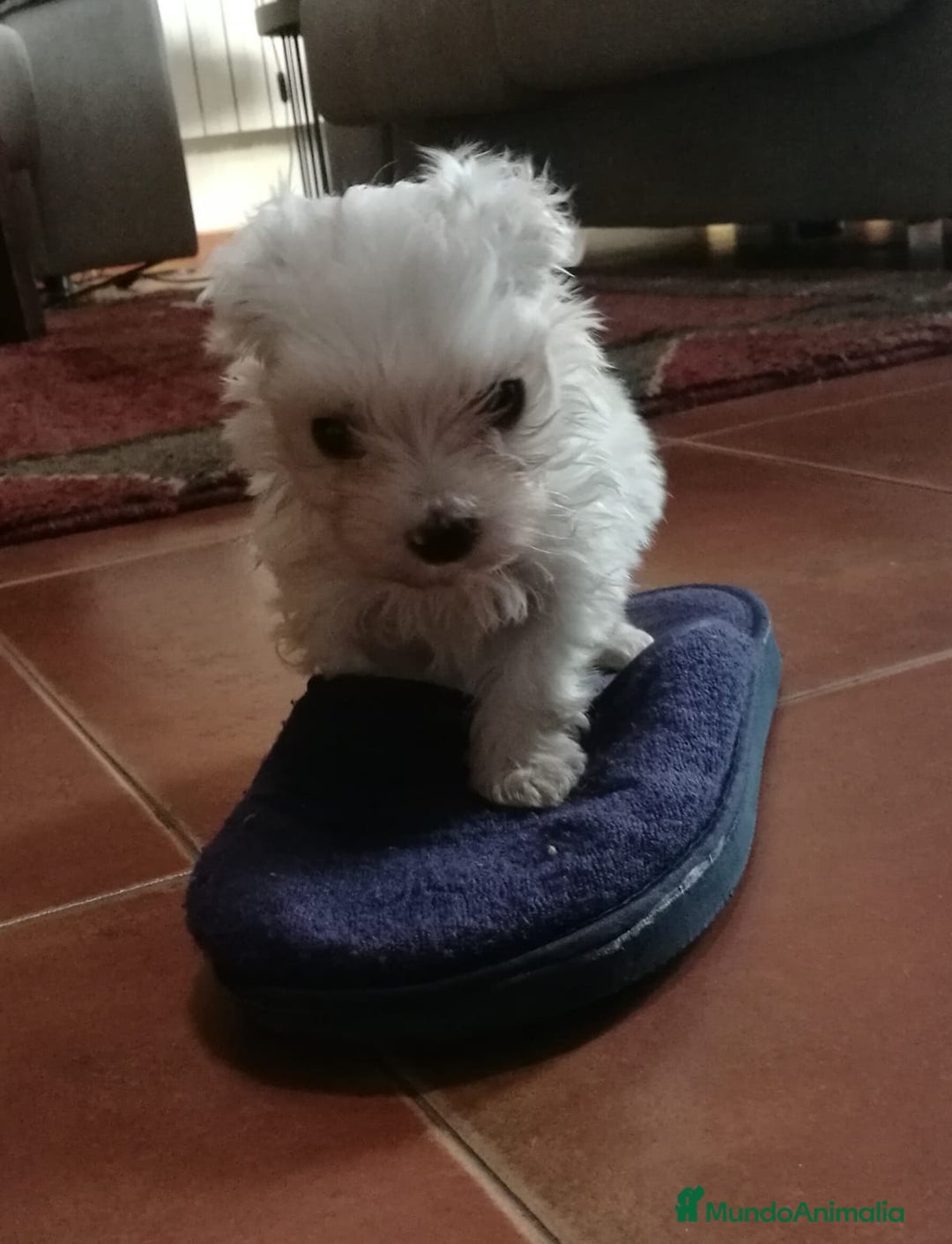 Bichón Maltés perros en venta: CACHORR@S BICHÓN MALTÉS  - Imagen 2