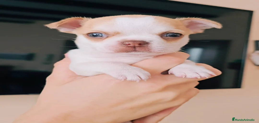 Imagen de galería {{count}}