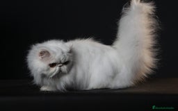 Persa gatos en venta: Persas blancos - Imagen 3